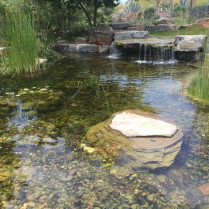 bassin-baignade-naturelle