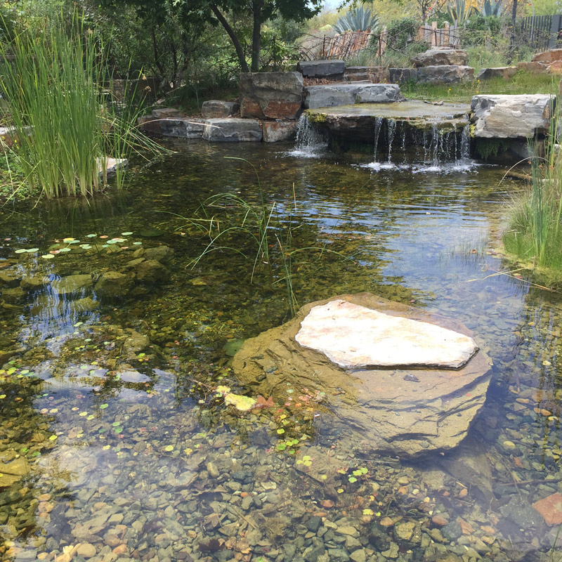 bassin-baignade-naturelle