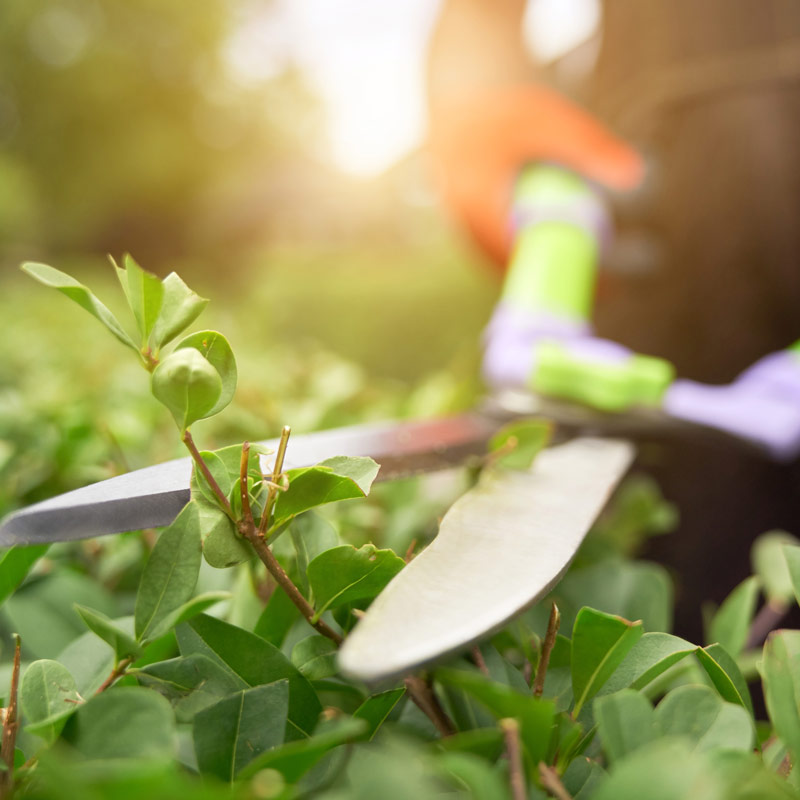 entretien espace vert taille haie
