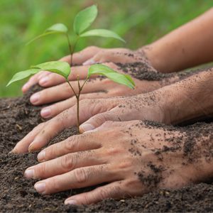 paysagiste-creation-jardin